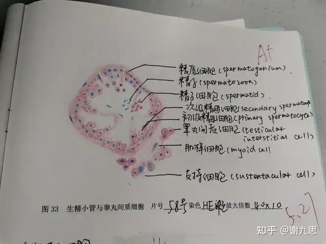 卵巢【次级卵泡】组织学部分终于结束辣!可恶的红蓝铅笔!