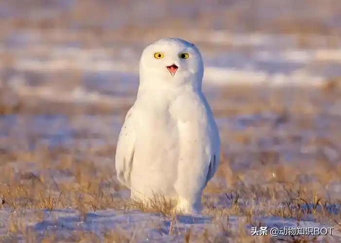 雪鸮罕见的白精灵雪鸮