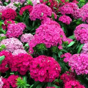 霹雳绣球石竹盆栽大苗带花苞庭院阳台花园绿化景观植物花期长耐养