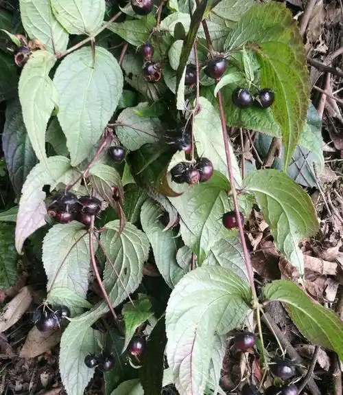 这种野果子家里养1盆家人超健康能吃还能益气补虚