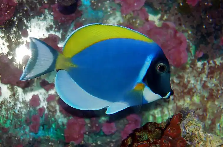 形体椭圆, a href="#" data-lemmaid="7398723">尾鳍 /a>叉形