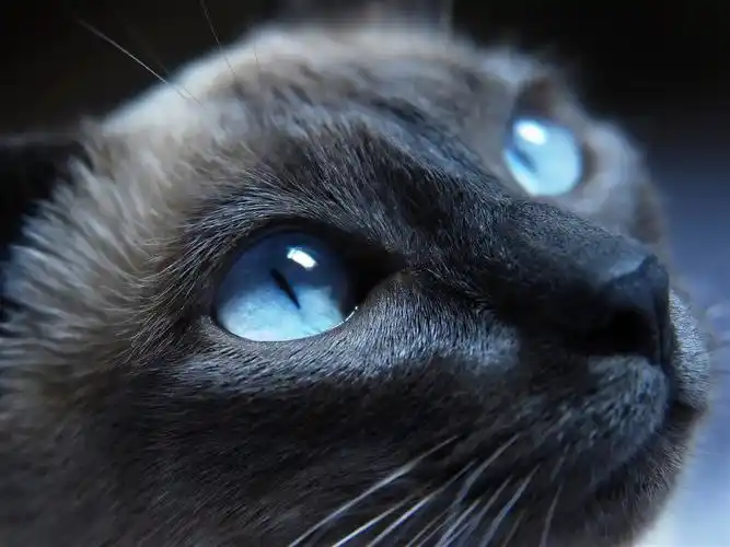 蓝眼睛的黑猫-可爱的kitty小猫咪生活壁纸