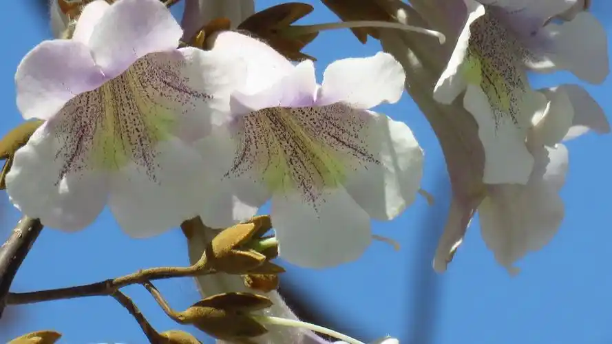 五大道一棵几十年的高大泡桐树,花