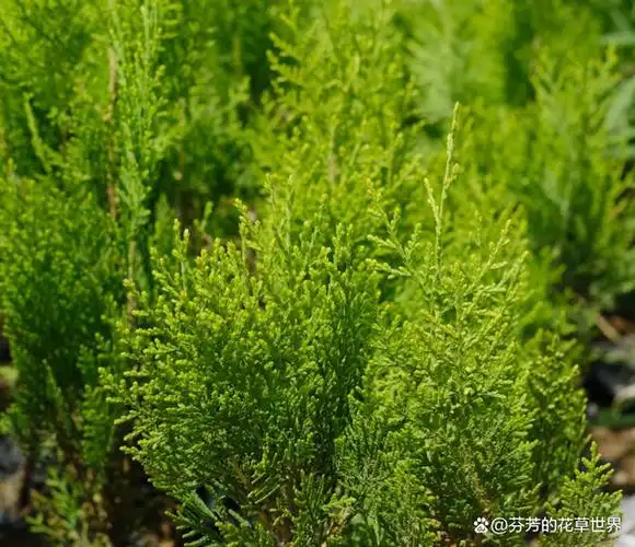 侧柏树和柏树的区别侧柏和柏树是四季常青吗