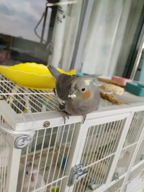 母原始灰玄凤很耐看哦