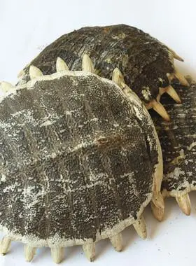 中药材 生鳖甲 醋炒鳖甲正品 龟甲 王八壳500克包邮