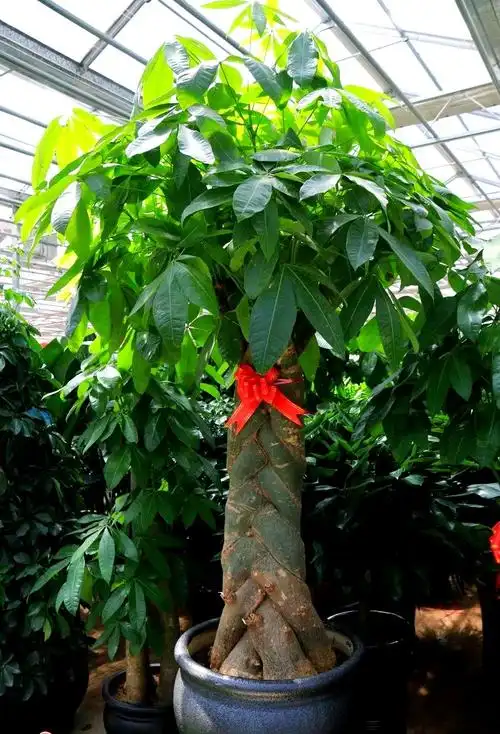 背后植物学的发财树:从市场热捧到自然真相