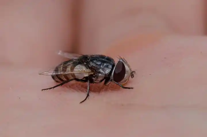 行船笔记趣虫2蜂麻蝇