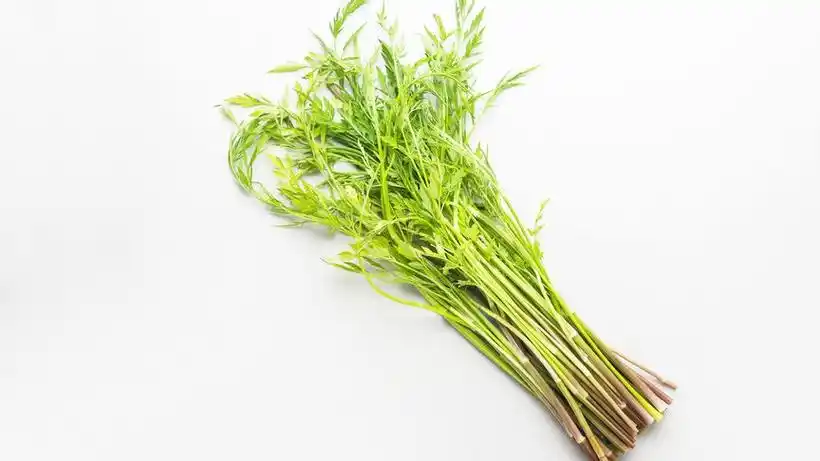 "野芹菜"千万别当"野菜"吃,有毒!中医巧用其拔毒祛瘀之功效