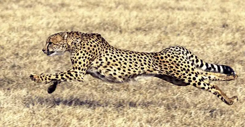 探索陆地上奔跑速度最快的动物, 一秒达到120迈