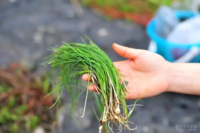 采春,柳州最美水库一日游_最汽车论坛_太平洋汽车网论坛
