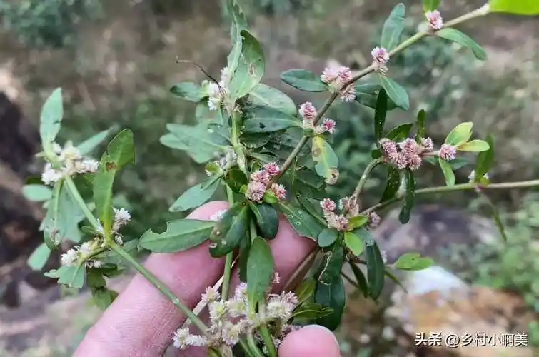 俗称"满天星",又称"止痒克星",除了治牙痛,它还有这些功效_农村_草药