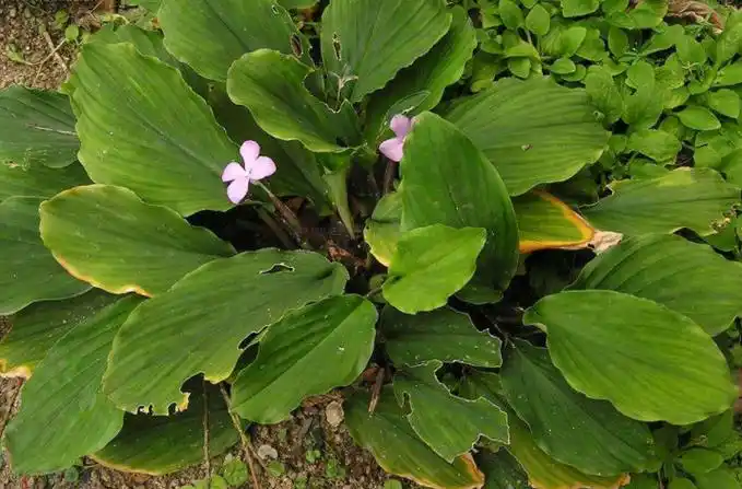 山柰[图]的功效与作用