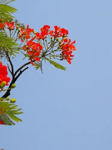 凤凰花开最妖娆