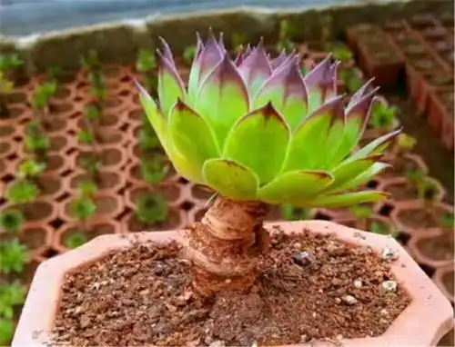 观音莲老桩太美了,只要5招,叶片紧促不徒长,杆子粗壮成老桩