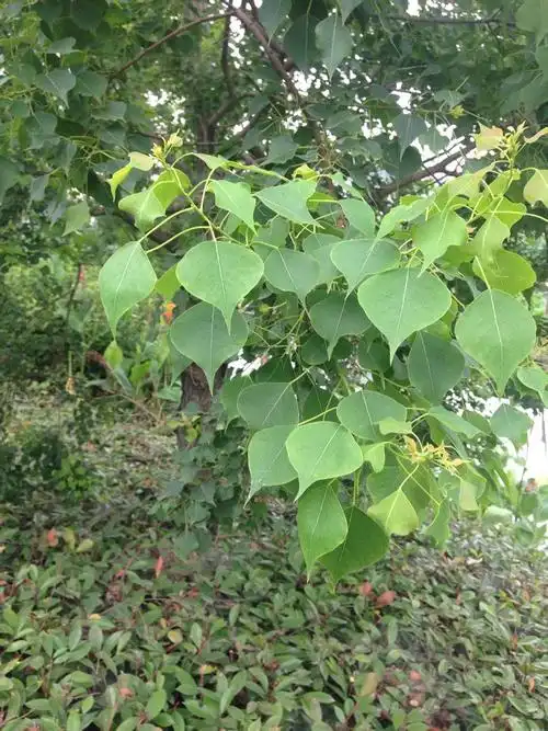 这是什么树的叶子?心形的