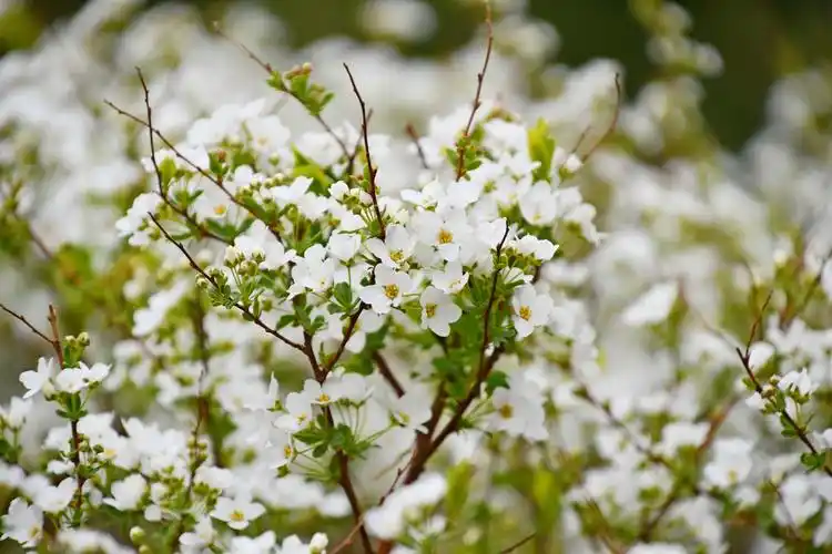 绣线菊也叫珍珠花原创拍摄