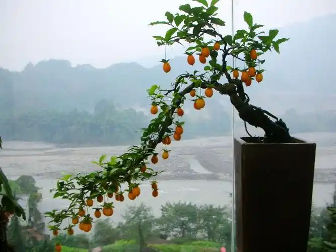 盆景之王金弹子 - 春风化雨 - 春风化雨      博客