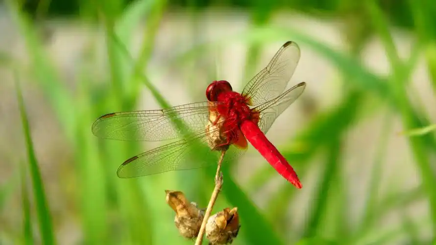 蜻蜓,蝴蝶,麻雀 20180824王克勤摄于北京玉渊潭公园和中科院北京植物