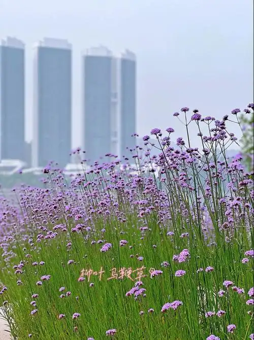 96这片马鞭草其实是柳叶马鞭草,它的花语是正义,期待,这种花能克制