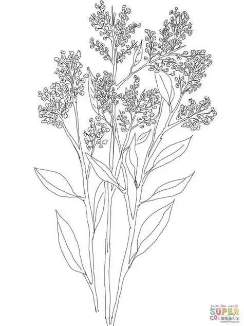 一束满天星花图简笔画