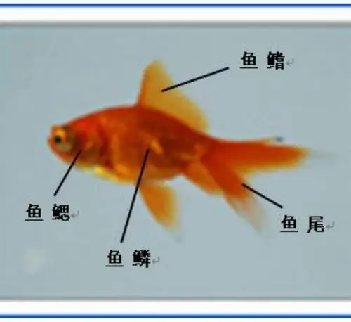 其它 大陆北京班观赏鱼活动 写美篇活动目标 1,通过观察认识鱼的外形