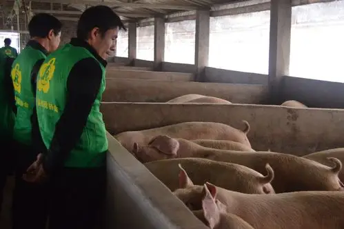 林弟弟 : 养猪致富 , 乐于助人!