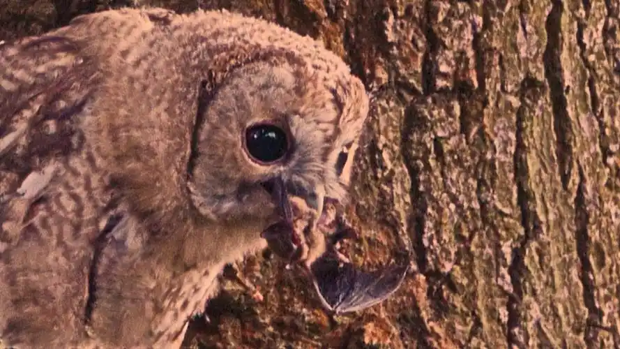最大的蝙蝠图片(50厘米巨型吸血蝙蝠,巨型哺乳动物也是它的菜谱,还好
