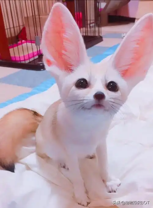 大耳狐的耳朵有什么作用(耳廓狐捕食有哪些特征)-四五百科