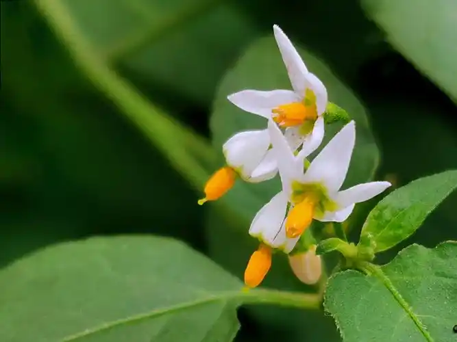 龙葵草又称乌籽菜,天茄子牛酸浆乌甜菜,属茄科茄花卉花朵的颜色呈淡
