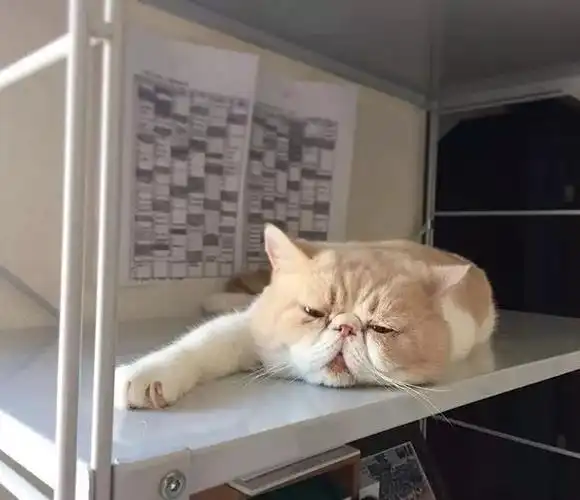 即使它没有一脸困倦,那它就是在打哈欠.