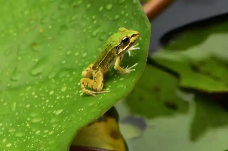 碧绿的荷叶上银光闪闪,恰似"大珠小珠落玉盘";几只小青蛙在荷叶上尽情