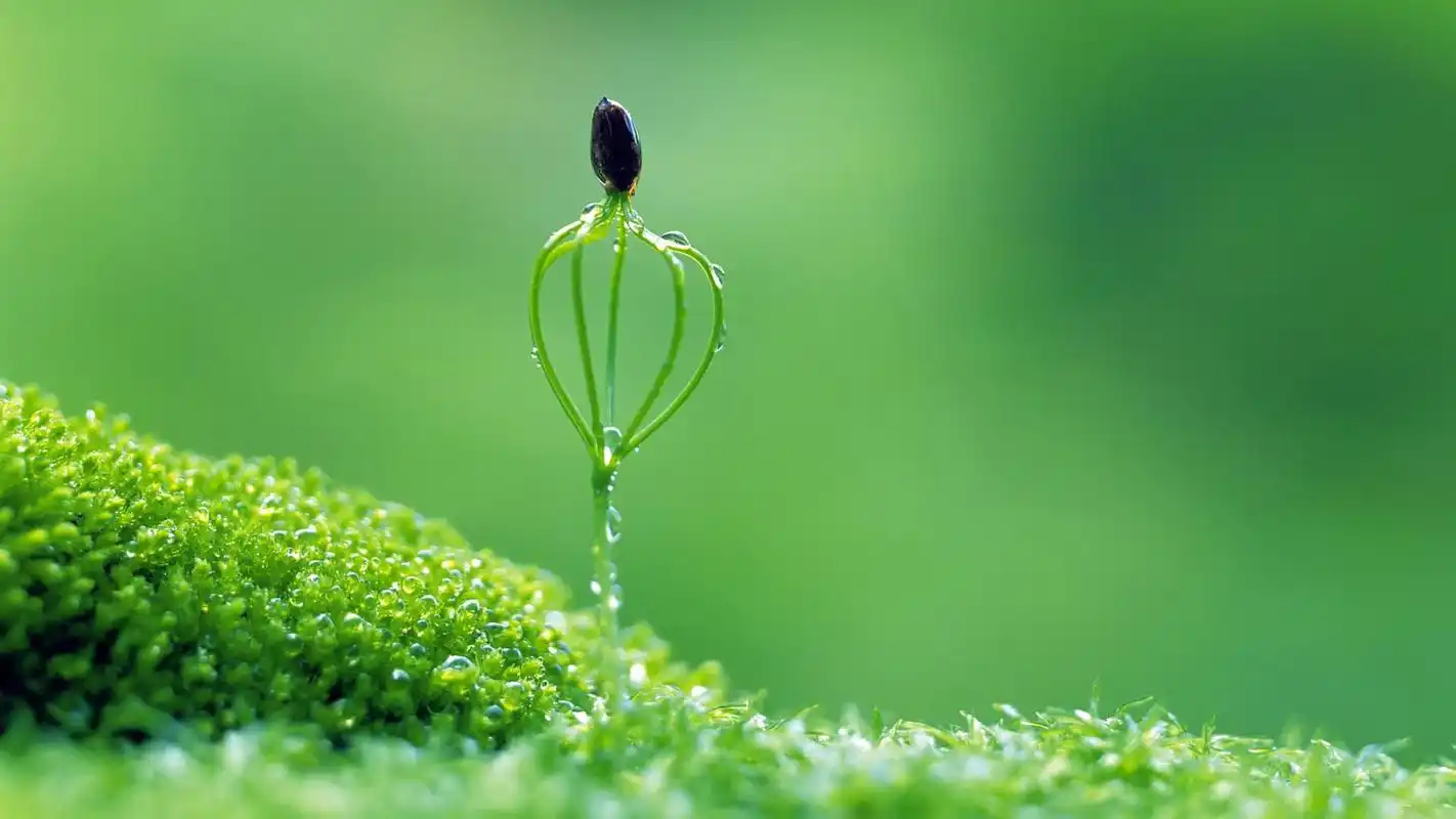 清新绿色养眼植物桌面壁纸