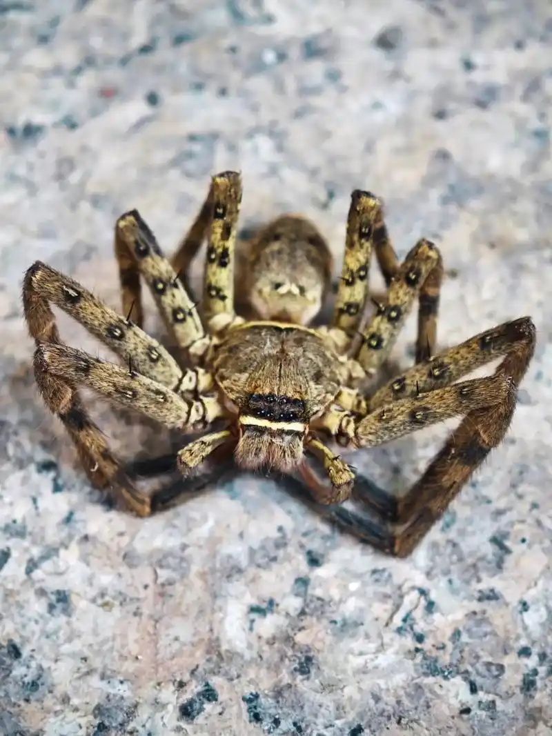 白额巨蟹蛛.#神奇动物在抖音 #万物皆可盘 #奇妙的动物 # - 抖音