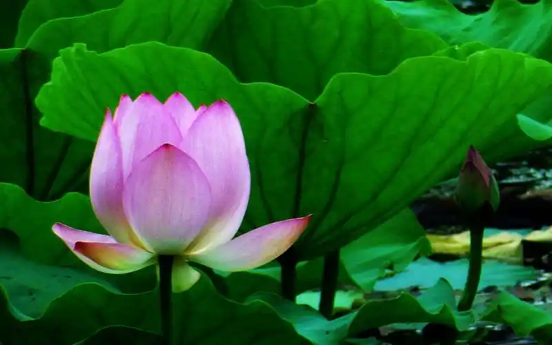 荷塘里鲜艳迷人的荷花