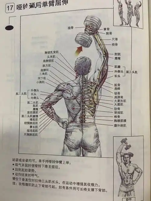 五个手臂训练动作,练出男人的麒麟臂!