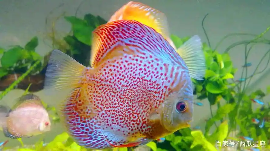 双子座:彩裙鱼!喜欢新鲜感的双子座和彩裙鱼很像.