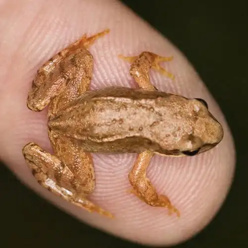 动物,观察,看,趴着,景色,活泼,观看,察看,关注,自然风光,蟾,癞蛤蟆