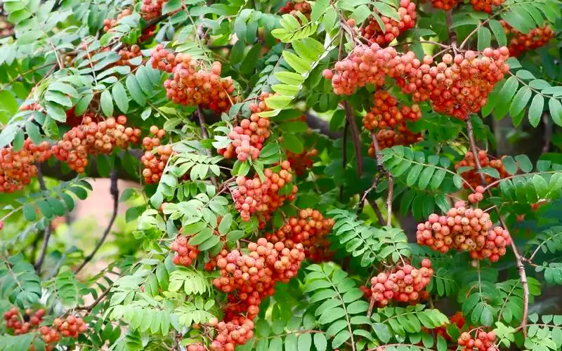 【首发】山槐子