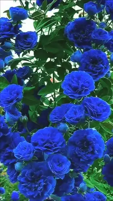 邻居花园里种的蓝色妖姬,差点以为是假的,长得太漂亮了