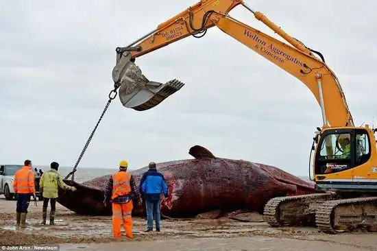 据警方消息,一名猎人试图割下鲸鱼的牙齿当做"战利品",目前此人已被