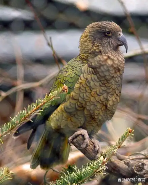 每天认识一种神奇的动物:肉食鹦鹉