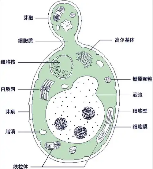 【福邦学院酵母课堂】酵母菌种的筛选与液体纯培养