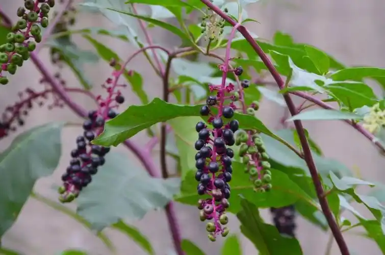 近100种药用植物高清图邀您欣赏~太美啦!