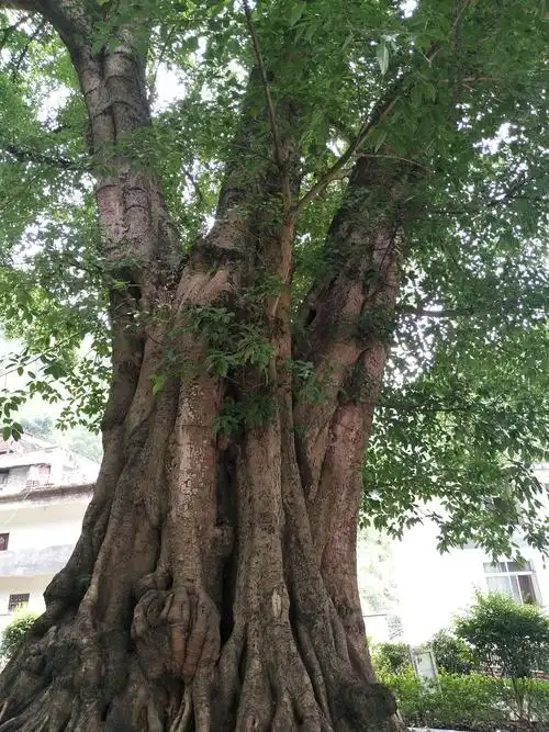 千年黄葛榕