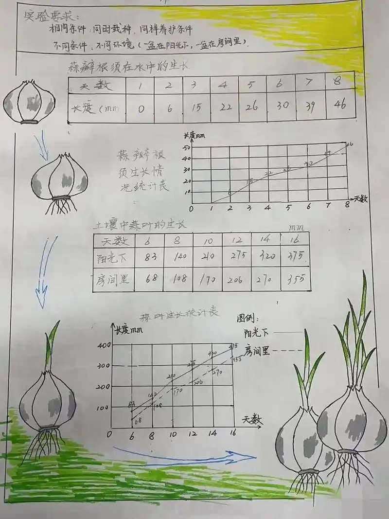 蒜苗的生长 折线统计图 思维导图