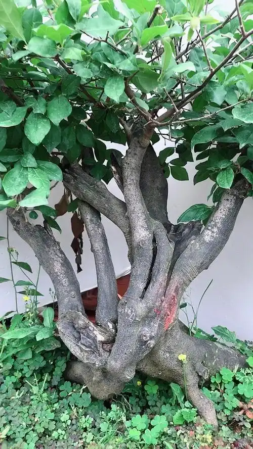 千奇百怪盆景桩#一本多杆老鸭柿