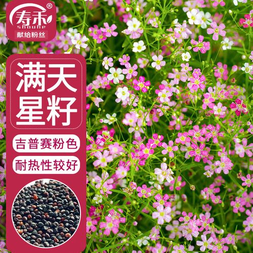 寿禾 满天星种子粉色四季易种花卉种籽 满天星种子(吉普赛粉色)3000粒