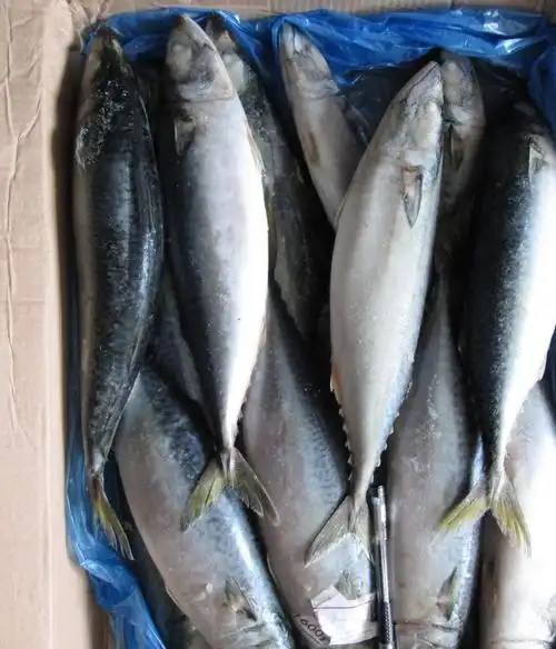 低价批发300-400g水冷鲐鱼 鲐鲅鱼 鲭鱼 本月下单优惠图片
