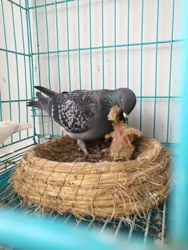 母鸽精心喂养.